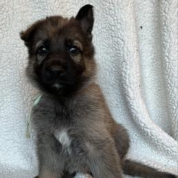 Aqua collar - Sable female German Shepherd puppy in Allentown, Pennsylvania from VMH Shepherds