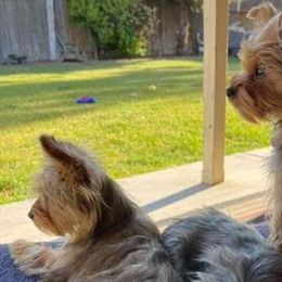 Biewer Terriers and Yorkshire Terriers from Wellonshire Biewer Yorkies