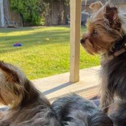 Biewer Terriers and Yorkshire Terriers from Wellonshire Biewer Yorkies