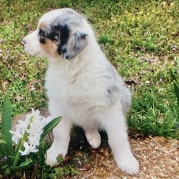 Australian Shepherd Puppies from Cannonrun Aussies