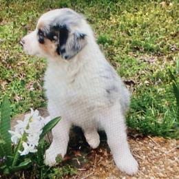 Australian Shepherd Puppies from Cannonrun Aussies