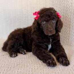 Tenderheart - Brown female Poodle puppy in Lavonia, Georgia from Peach Blossom Kennels