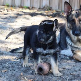German Shepherd Puppies from Neuanfang German Shepherd Dogs