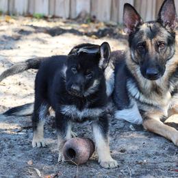 German Shepherd Puppies from Neuanfang German Shepherd Dogs