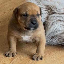 Blue collar male - Red male Boerboel puppy in Rockford, Illinois from Adoraboerboels