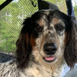 Dachshunds and Pomeranians from Whispering Pine Dachshunds & Pomeranians