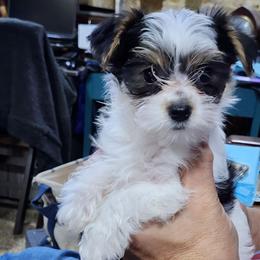 Spankie - Parti male Yorkshire Terrier puppy in Tacoma, Washington from Anks Toys Yorkshire terriers