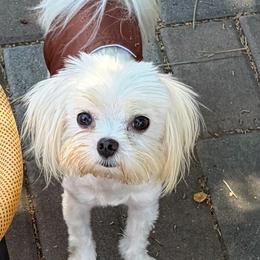 Jimin - Maltese