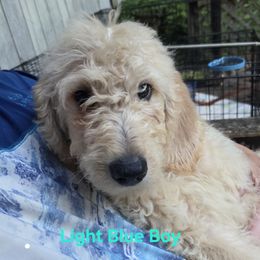 Light blue boy - Cream male Double Doodle puppy in Kalamazoo, Michigan from Doodles of Sherwood Forest