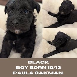 Miniature Schnauzer Puppies from Mississippi Mini Schnauzers