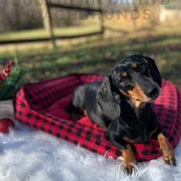 Pipper - Dachshund