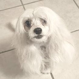 Bella - Chinese Crested
