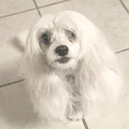 Bella - Chinese Crested