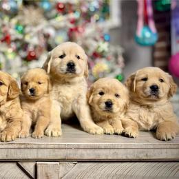 Golden Retriever puppies from The Golden Life