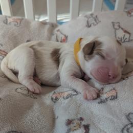 Yellow 'Sunny' - Blenheim female Cavapoo puppy in Newport, North Carolina from Crystal Coast Cavapoodles