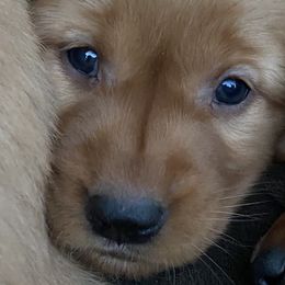 PURPLE - Dark golden Golden Retriever puppy in Woodland Hills, California from Rowan Red Retrievers