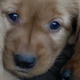 PURPLE - Dark golden Golden Retriever puppy in Woodland Hills, California from Rowan Red Retrievers
