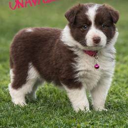 Eve - Red female Border Collie puppy in Sanger, California from Flying M Cactus Ranch Buddies