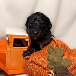 Bernedoodle and Goldendoodle Puppies from DLV Doodles