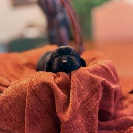 Flint - Black male Labrador Retriever puppy in Sweet Home, Oregon from Knotty Creek Labradors