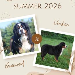 Bernese Mountain Dog puppies from Summer's Berners