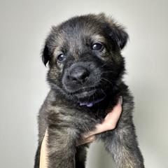 German Shepherd Puppies from Carbon Bold K9 Services