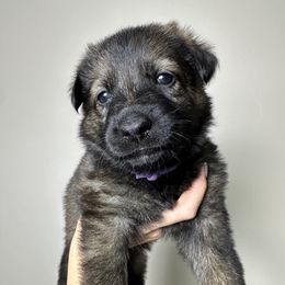 German Shepherd Puppies from Carbon Bold K9 Services