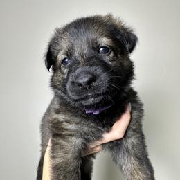 German Shepherd Puppies from Carbon Bold K9 Services