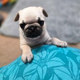 Roxie - Fawn female Pug puppy in Rutherfordton, North Carolina from Sweetie Pie Pugs