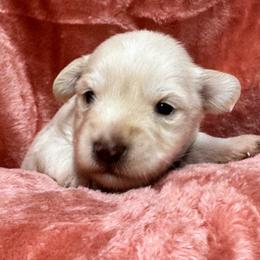 Light Wheaton female - Wheaten female Miniature Schnauzer puppy in Boaz, Alabama from Sweet Home Schnauzers