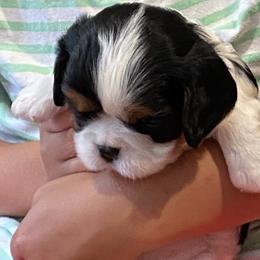 Cavalier King Charles Spaniel Puppies from Fairwyn Farm Cavalier King Charles Spaniels