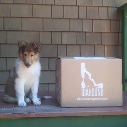 Collie Puppies from Foxglove Farms Collies