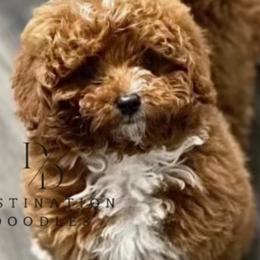 Cavapoos, Goldendoodles, and Poodles from Destination Doodles