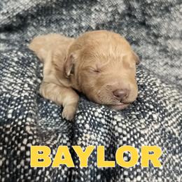 Baylor - Apricot female Goldendoodle puppy in Hendersonville, Tennessee from Ben's Best Buddy Goldendoodles