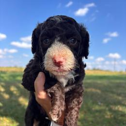 Paddington - Brown and white female Bernedoodle puppy in Cherryville, North Carolina from Mercy Doodles