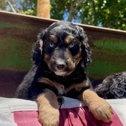 Girl 3 - Tri-color  female Golden Aussiedoodle puppy in Santaquin, Utah from Wild Rose Tiny Poodles & Doodles