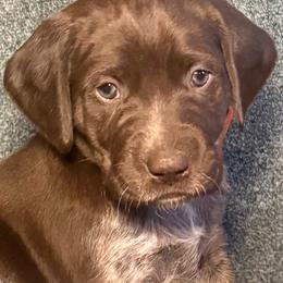 Hickory - Liver roan male German Shorthaired Pointer puppy in Penn Valley, California from Finnan's Ranch German Shorthaired Pointers