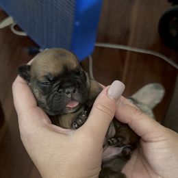 French Bulldog Puppies from 4T Ranch