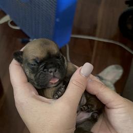 French Bulldog Puppies from 4T Ranch