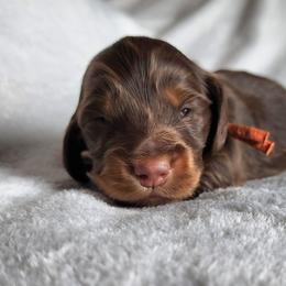 Hatch (orange collar) - Chocolate and tan male Dachshund puppy in Anaconda, Montana from Williams Family Dachshunds