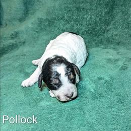 Pollock - Black and white male Cockapoo puppy in Sunset, Louisiana from Cano Cockapoos