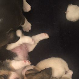 Beagle Puppies from Roylcrest Beagles