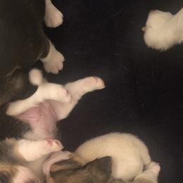 Beagle Puppies from Roylcrest Beagles