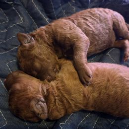 Labradoodle Puppies from P&L Doodles