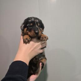 Purple - Harlequin male Beauceron puppy in Batavia, New York from Oakland Beaucerons