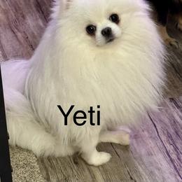Yeti - Pomeranian