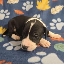 Mantle male A - Mantle male Great Dane puppy in Golconda, Illinois from Breken Great Danes
