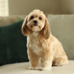 Muffin - Havanese