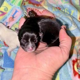 Char'lette de Corazon - Black female Pomeranian puppy in East Mountain, Texas from Fairchild Fancy Pomeranians and Coachella Pomeranians
