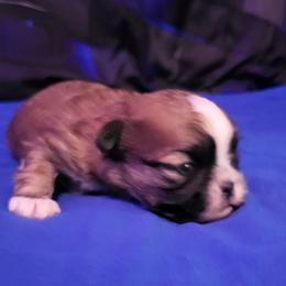 Brownie - Chocolate male Shih Tzu puppy in Willard, Utah from Shih-tzu Queen